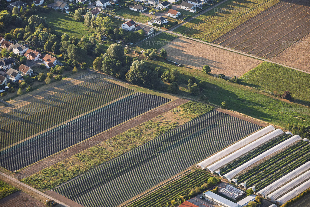 Luftbild: Steegmüller Erdbeergärten in Offenbach an der Queich im Bundesland Rheinland-Pfalz in Deutschland. – Foto: IMG_158508.jpg vom 07.08.2026 durch Werner Riehm/FLY-FOTO.de – Auflösung des Originals: 6000 x 4000 px – Wir lieben Erdbeeren aus der Südpfalz - Steegmüller Erdbeergärten