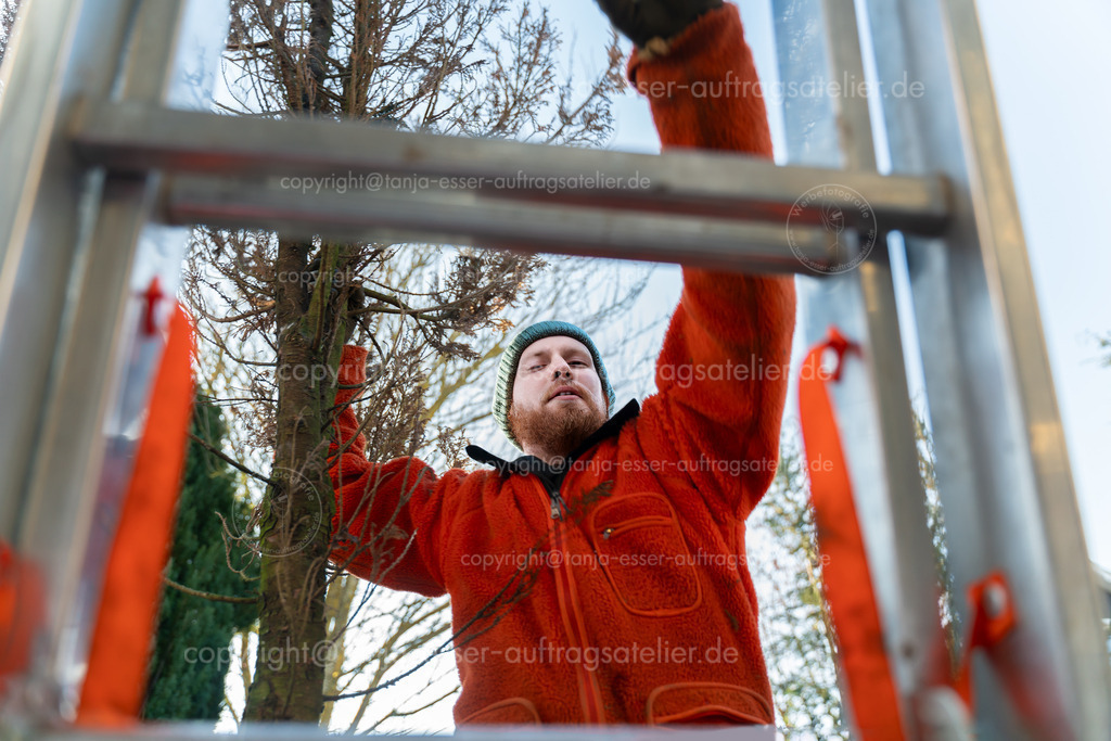 Ein Fachmann in der Problem Baum Fällung transportiert händisch eine gefällte Konifere aus dem Garten über das Dach eines Hauses und steigt deshalb eine Leiter hinauf. Bewegungsunschärfe.  | Ein Fachmann in der Problem Baum Fällung transportiert händisch eine gefällte Konifere aus dem Garten über das Dach eines Hauses und steigt deshalb eine Leiter hinauf. Bewegungsunschärfe. 