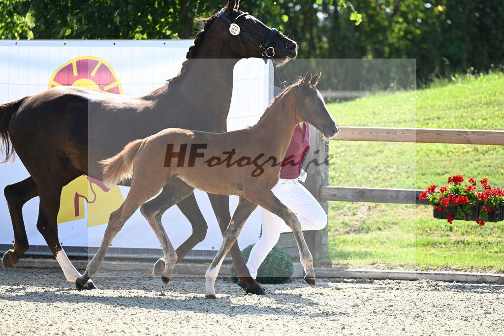 Kat-Nr. 53 SF Benicio x Don Diamond_Galneder_28230957 | hf-fotografie - Realisiert mit Pictrs.com