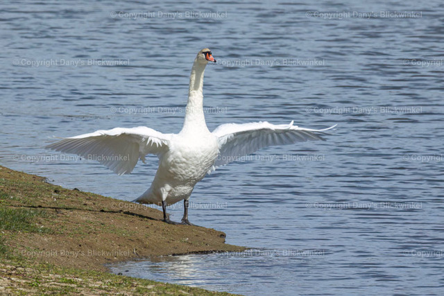 2022153 | Tierfotografie, Tierkalender, Tierbilder, Insekten, Spinnen, Vögel, Schmetterling, Libellen, Leinwand, Colorkey, Qualität, Geschenkartikel, Geschenk - Realisiert mit Pictrs.com