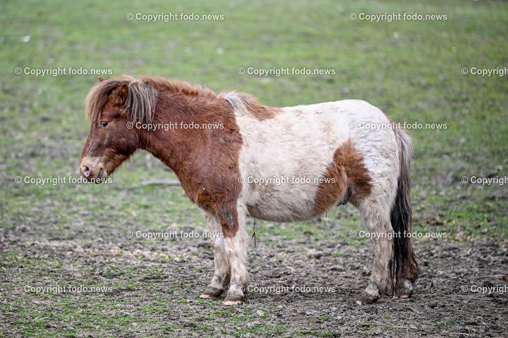 Gnadenhof Wiesmayrgut_ Tiere_ Gunskirchen_ 06.03.2024-41 | 06.03.2024, Gunskirchen, AUT, Gnadenhof Wiesmayrgut, Familie Fuchsberger, Bauernhof, im Bild Landwirtschaft, Lebenshof, Tierasyl, Tiere, Huehner, Hühner, Hennen, Haehne, Hahn, Hähne, Pony, Esel, Katze, Katzen, Kater, Lama, Haustiere, Wildtiere, Nutztiere, Tierheim, Tierschutz