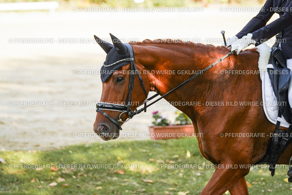 DSC08702 | Pferdegrafie