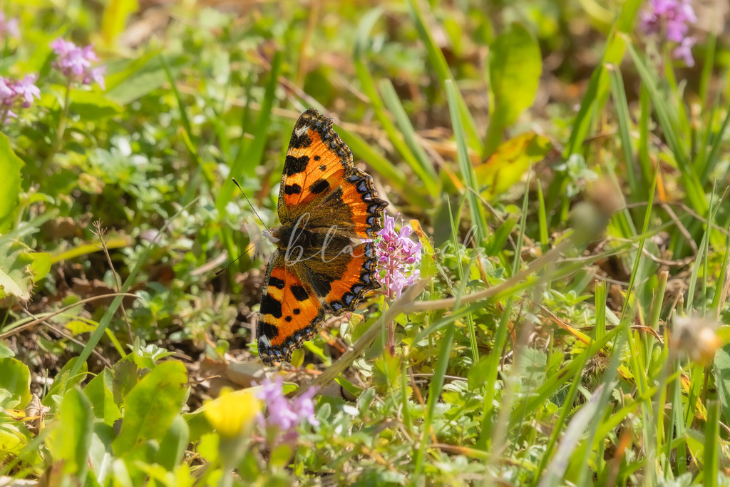 701A2385 | Sportbilder, Sportfotograf, Hochzeits- und Eventfotografin, Flugshows, Portraits und Tiershooting, Aviation, Downhill, Nationalleague, Swissleague, International