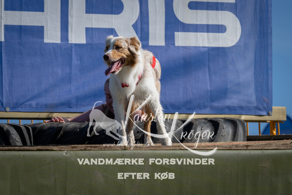 1005_ZZ97485 | kk-dogfotos
