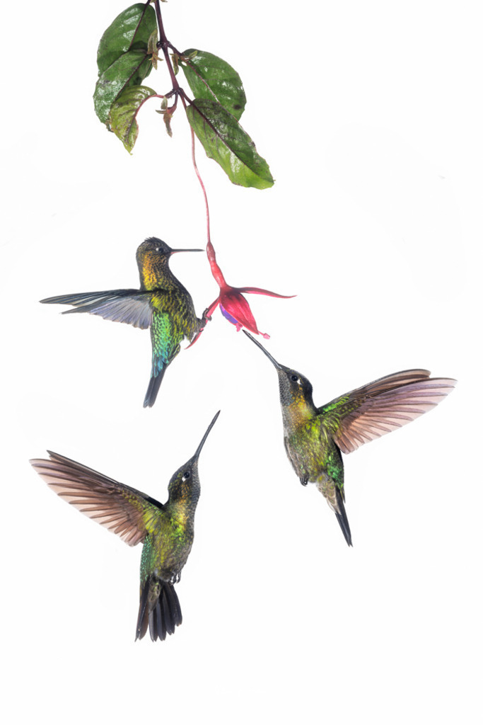 Naschen an einer Fuchsie | Andre Wandrei - Nature Artworx - Realisiert mit Pictrs.com