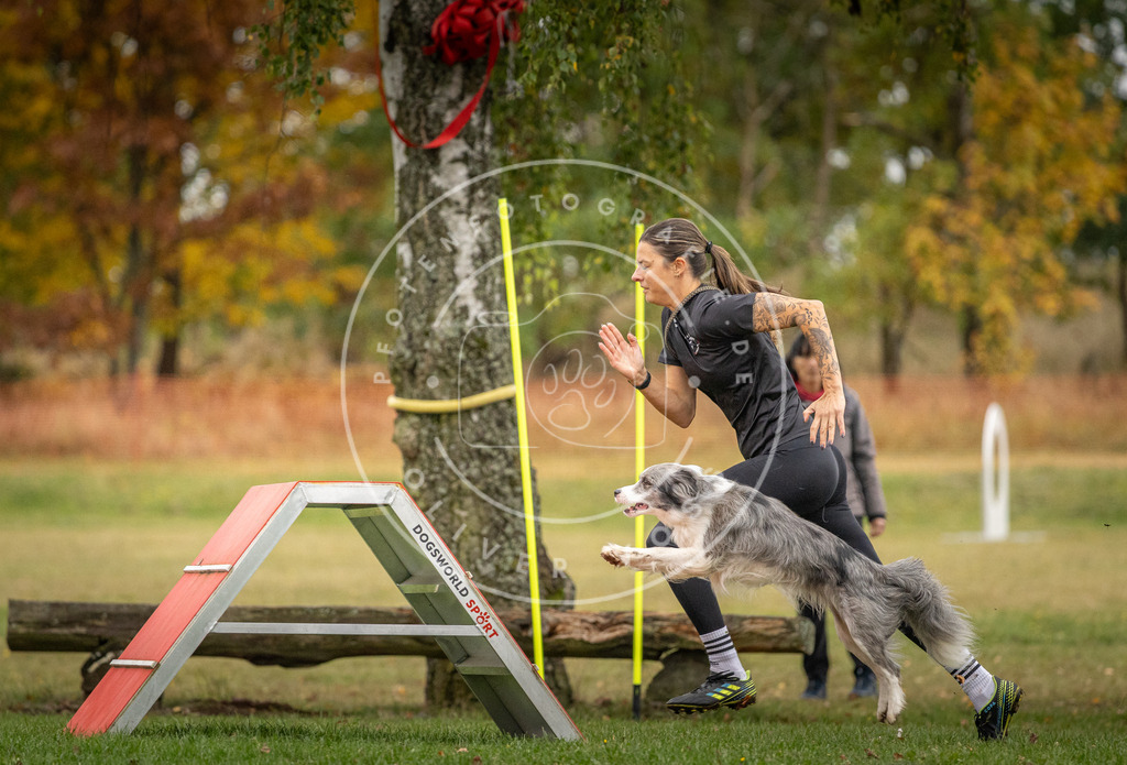 Pfotenfotografie_DV3A9658 | Hundefotografie, Tierfotograf, Pfotenfotografie, Fotoshooting Hund, Hunde Portrait, Hundesport, Hundeportraits, Heideshooting, Hunde, Sportfotograf, Hundefotograf, Turnierhundsport, THS,  - Realisiert mit Pictrs.com