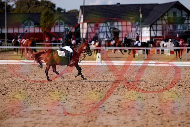 2026_10_03_Siefer-Hof_122252_Z81_22604401 | Professionelle Reitsport-, Turnier- und Eventfotografie von Robert Broda. Galerien mit ausgewählten und bearbeiteten Bildern direkt online ansehen und bestellen.