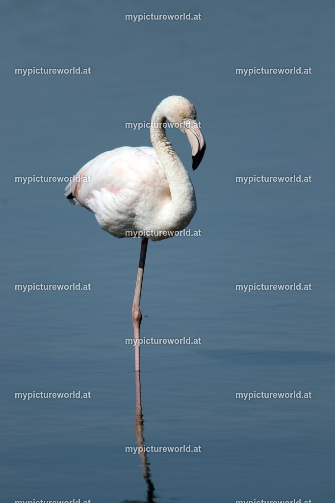 Rosaflamingo-077 | Das Bilderarchiv über Tiere, Planzen und Landschaften. In der Bilddatenbank finden Sie ein große Auswahl an hochwertigen Bilder für Ihre Werbung - Realized with Pictrs.com