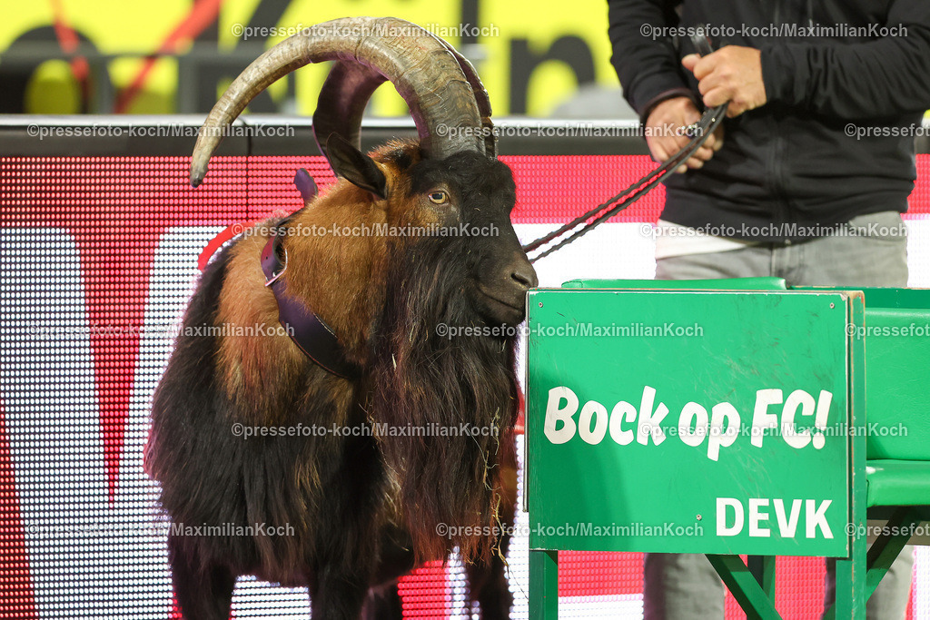 Koe14092402071 | 14.09.2024, 2. Fußball Bundesliga, 1. FC Köln - 1. FC Magdeburg, RheinEnergieSTADION, Saison 2024 2025: Der Geißbock Hennes IX. ist das Maskottchen des Fußballvereins Vereinstier Ziege ZiegenbockDFB regulations prohibit any use of photographs as image sequences and or quasi-video.