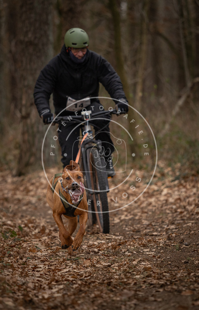 Pfotenfotografie_DV3A7038 | Hundefotografie, Tierfotograf, Pfotenfotografie, Fotoshooting Hund, Hunde Portrait, Hundesport, Hundeportraits, Heideshooting, Hunde, Sportfotograf, Hundefotograf, Turnierhundsport, THS,  - Realisiert mit Pictrs.com
