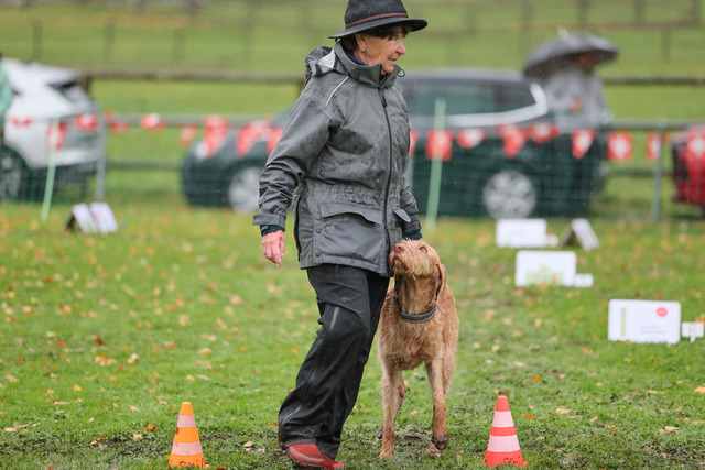 2025_Rally_Obedience_SM-231 | Ich fotografiere Hundeausstellungen, Sportanlässe, Zuchtstätten, Hundezucht, Hundeportrait, Lagotto - Realisiert mit Pictrs.com