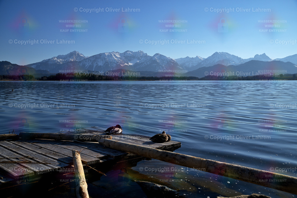 Idylle am Hopfensee im Frühling | Zwei Enten liegen auf einem alten Holzsteg am Ufer des Hopfensee und im Hintergrund sieht man die schneebedeckten Tannheimer Berge.