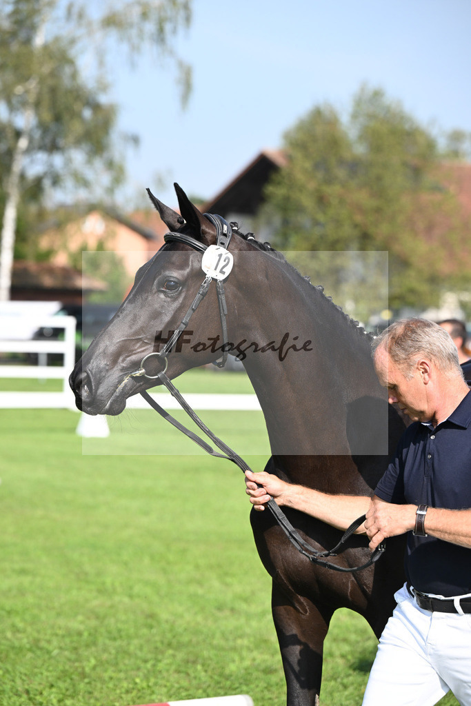 Kat-Nr. 12 Black Besinda H.S | hf-fotografie - Realisiert mit Pictrs.com