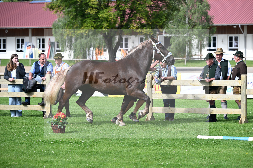 Kat-Nr. 13 Heidi v. Vom Forggensee_Hoeck_22240227 | hf-fotografie - Realizzato con Pictrs.com