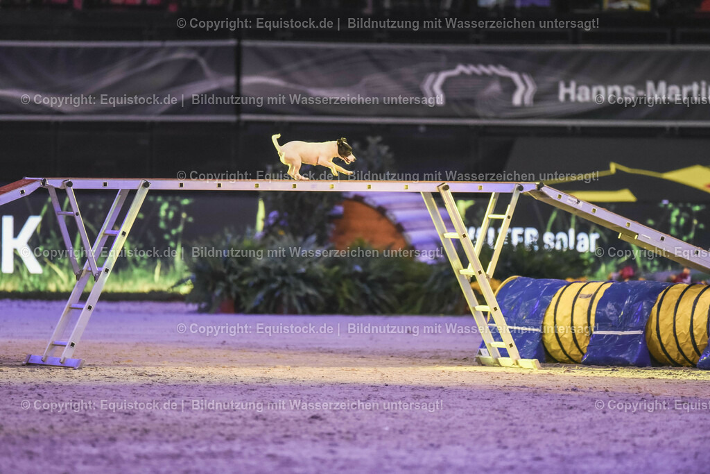 20231115_Dog-Agility_0214_TOMsPiC | Foto: Thomas Hartig