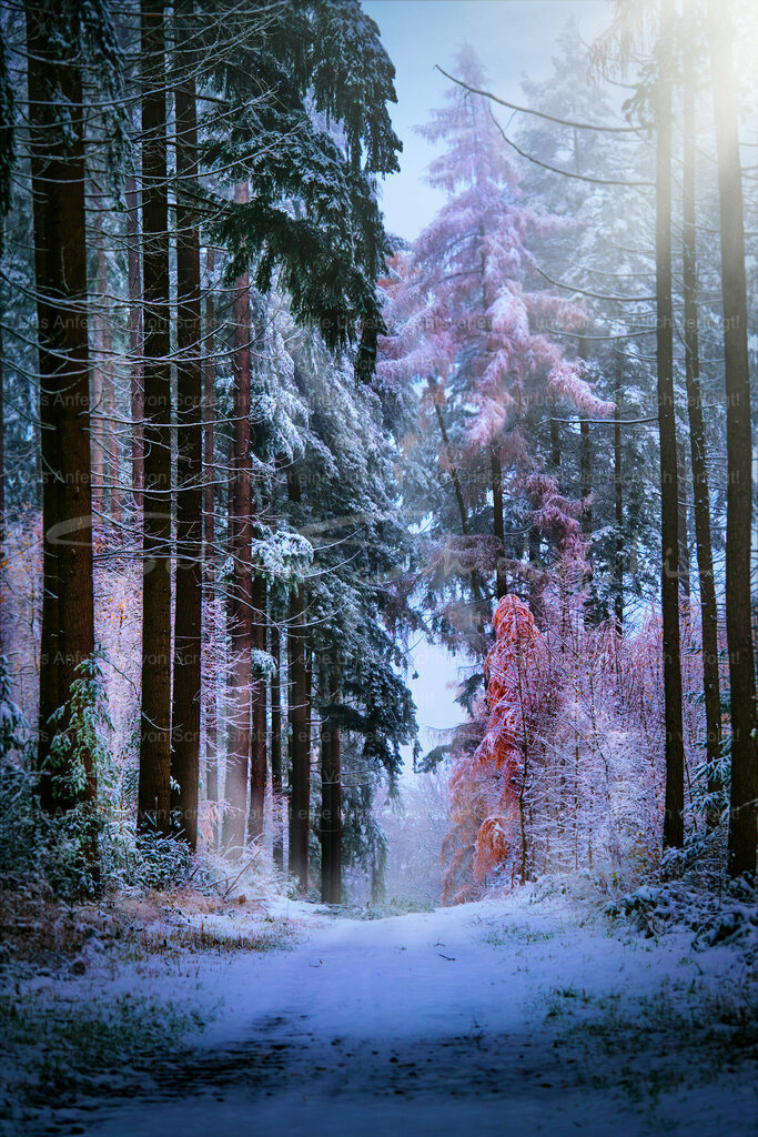 Wandbild "Der erste Schnee" | People- und Tierfotografie, Imageaufnahmen, Veranstaltungsfotografie und Wandbilder aus der Natur ★ Made in Germany ✔️ Druck + Downloads ✔️ Naturfotografie in Top Qualität ★ schneller Versand, weltweite Lieferung! - Realisiert mit Pictrs.com