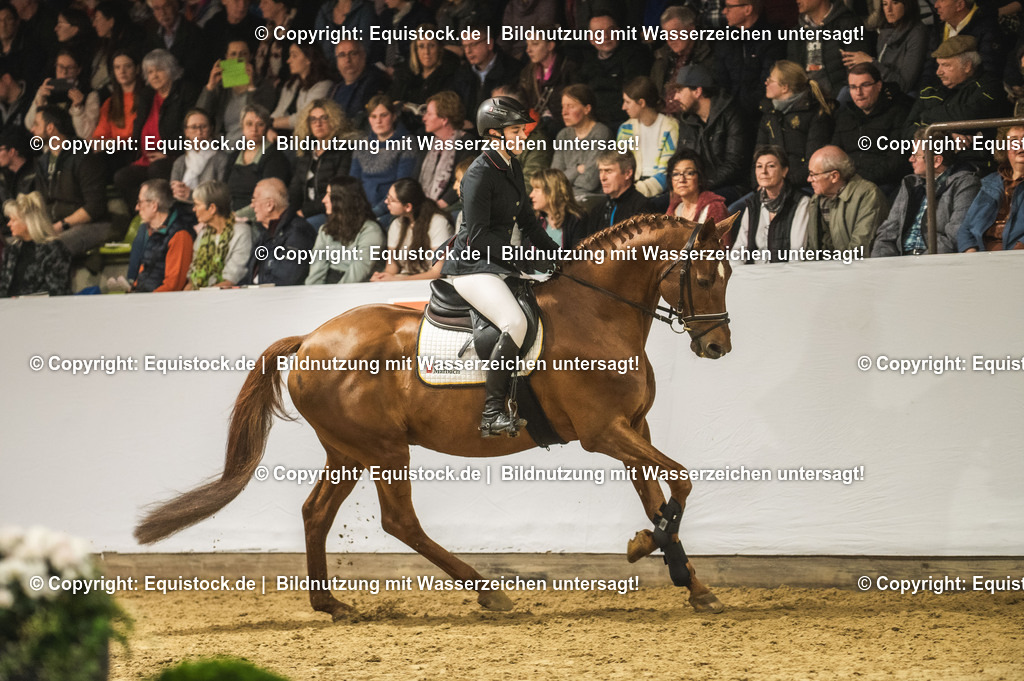 20240302_Hengstvorstellung_Marbach_TOMsPiC_1361-2 | equistock