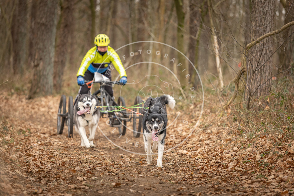 Pfotenfotografie_DV3A8992 | Hundefotografie, Tierfotograf, Pfotenfotografie, Fotoshooting Hund, Hunde Portrait, Hundesport, Hundeportraits, Heideshooting, Hunde, Sportfotograf, Hundefotograf, Turnierhundsport, THS,  - Realisiert mit Pictrs.com