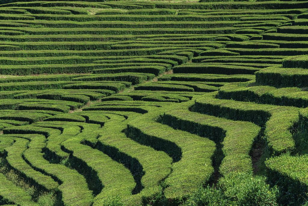 Grüne Linien – Teeplantage auf den Azoren | Die geschwungenen Linien der Teesträucher ergeben eine natürliche Struktur mit grafischer Wirkung. Aufgenommen auf einer Teeplantage auf den Azoren – klar, ordentlich und harmonisch. - Realisiert mit Pictrs.com