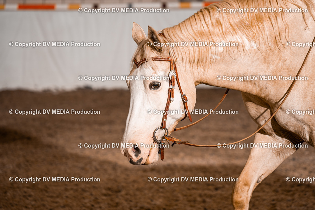 ZH100309 | dv-media-shop - Realisiert mit Pictrs.com