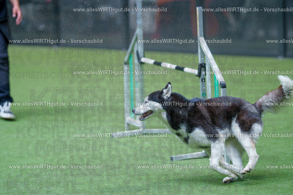 @allesWIRTHgut_Tierfotografie - www.allesWIRTHgut.de - 2604251550-7R506278 | Professionelle Tierfotografie in Mönchengladbach von Daniel Wirth (allesWIRTHgut). Liebevolle & natürliche Bilder von Hunden & Katzen für unvergessliche Erinnerungen.