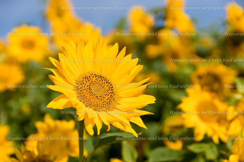 Selbstermächtigung | Die Botschaft zum Bild lautet: Wo hast du die Macht abgegeben in deinem Leben? Wo hast du aufgehört für dich zu sorgen?Es ist Zeit in Liebe wieder deinen Weg zu gehen. Hole dir die Selbstermächtigung zurück. Es geht darum, dass du dein Licht in Liebe leuchten läßt. Es geht darum, dass du dein Leben tanzt, in der Freude bist. Es geht darum, im hohen Bewusstsein zu leben. Hole dir deine Selbstermächtigung zurück.