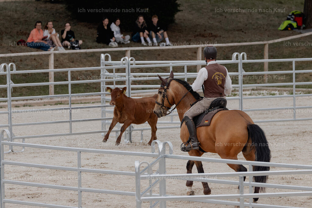 WE__Stoib_Rinder_PI2025_3005 | Pferd International München 2025