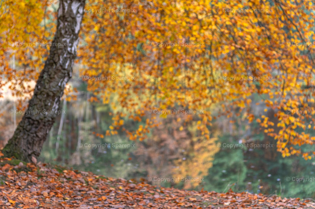 CRO_Autumn_Trees36_Bokeh | sparepix - Realisiert mit Pictrs.com