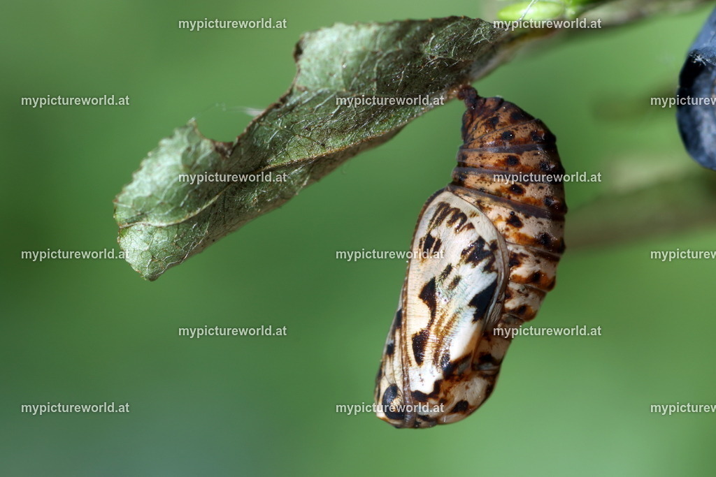 Melitaea athalia-028 | Das Bilderarchiv über Tiere, Planzen und Landschaften. In der Bilddatenbank finden Sie ein große Auswahl an hochwertigen Bilder für Ihre Werbung - Realisiert mit Pictrs.com