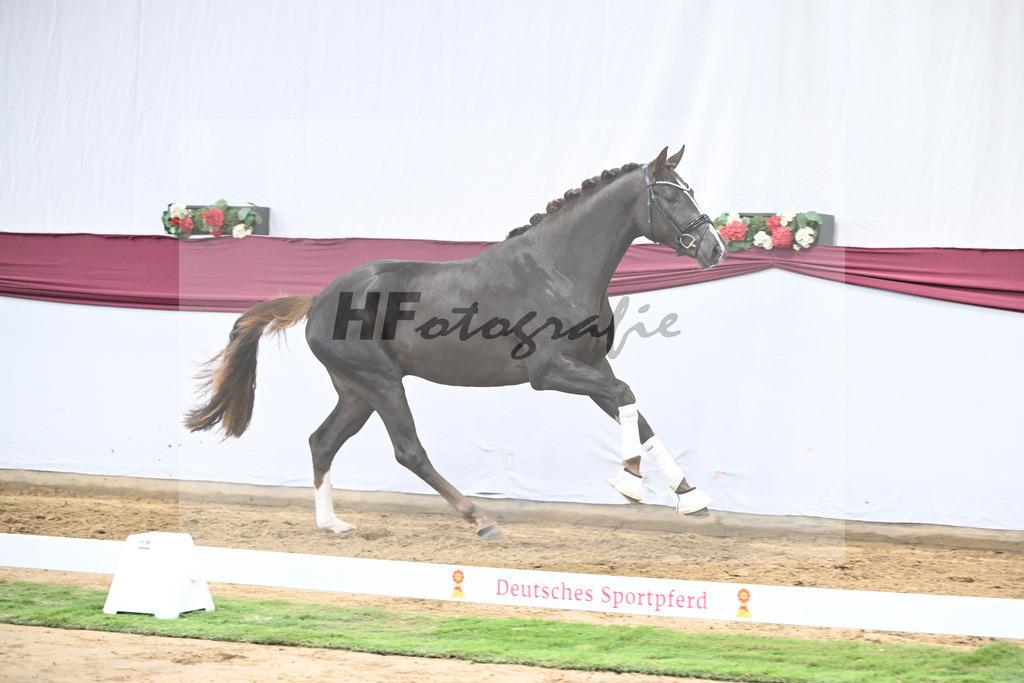 Kat-Nr. 17 Benicio x Fuerst Romancier_Schulze Averdiek Sportpferde und Aufzucht GbR_47250464 | hf-fotografie - Realisiert mit Pictrs.com