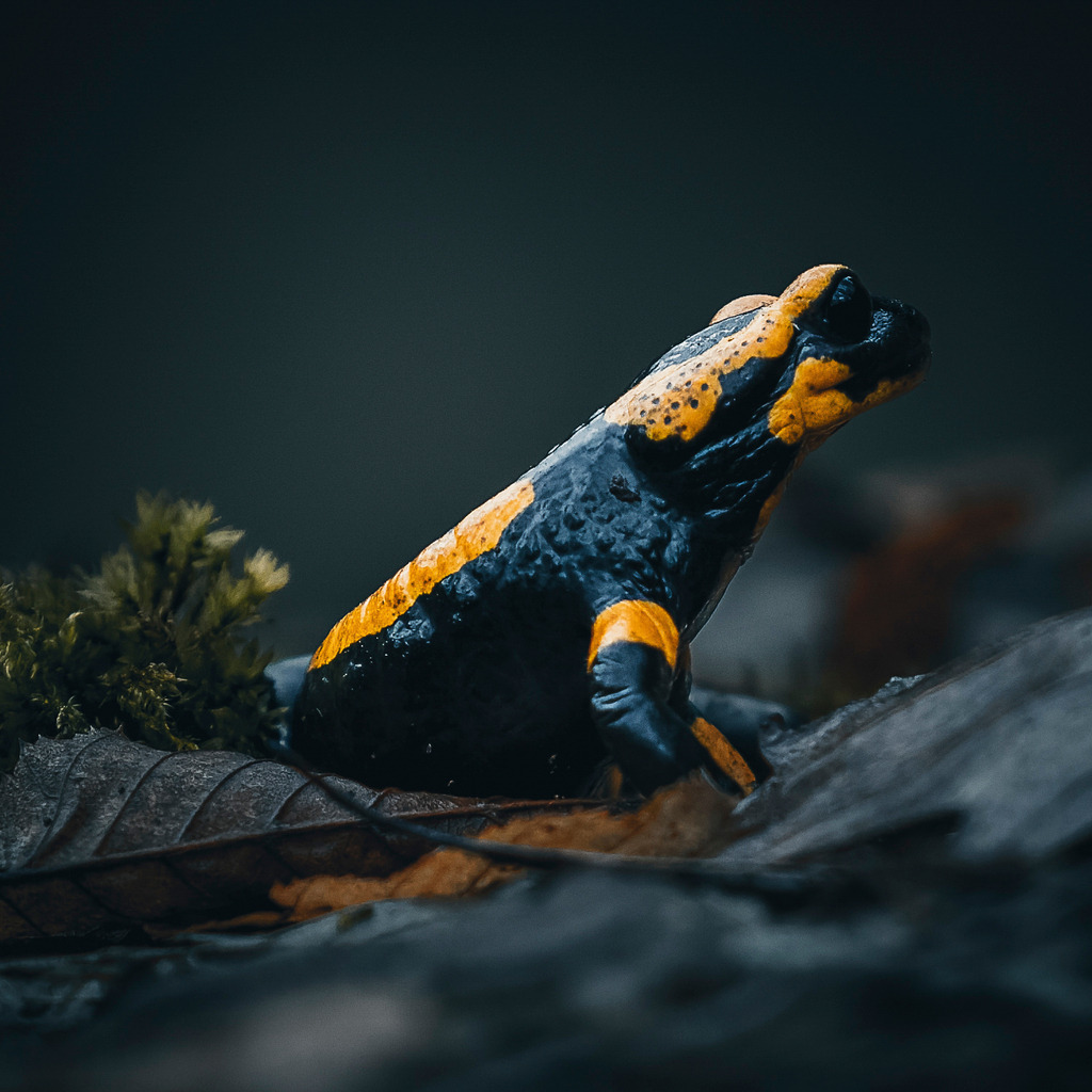 Salamander | Wir machen aus Ihren Bildern Erinnerungen für die Ewigkeit | Hochwertige Fotografien für Ihr zu Hause. - Realisiert mit Pictrs.com