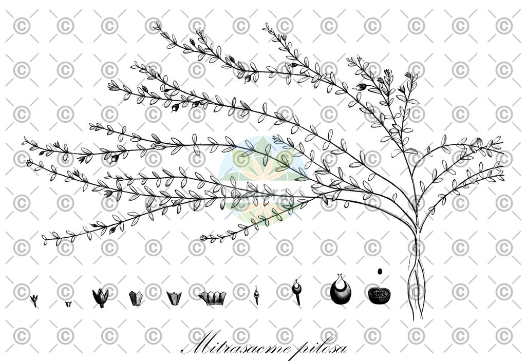 HistAbb_wfo-0000374000_1_ENZY_Simple | Historische Abbildung von Mitrasacme pilosa - Loganiaceae | Historical Illustration of Mitrasacme pilosa - Loganiaceae
