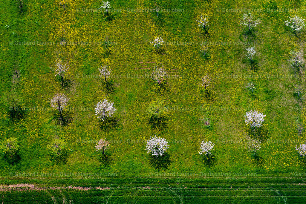 3600178 | Blühende Bäume nördl. Aubstadt