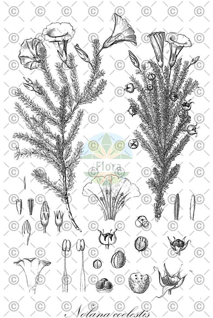 HistAbb_wfo-0000087618_1_ENZY_Simple | Historische Abbildung von Nolana coelestis - Solanaceae | Historical Illustration of Nolana coelestis - Solanaceae