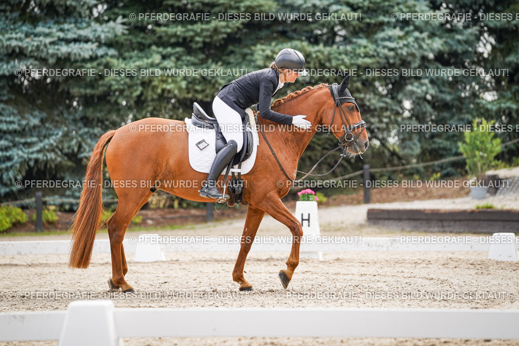 DSC01419 | Pferdegrafie