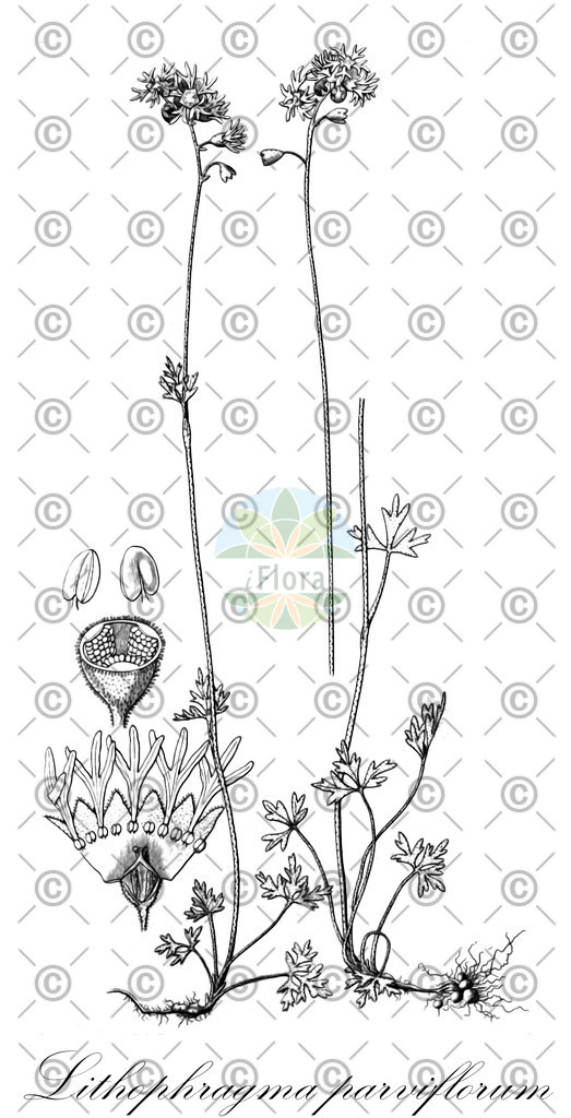 HistAbb_5FNF_1_ENZY_Simple | Historische Abbildung von Lithophragma parviflorum - Saxifragaceae | Historical Illustration of Lithophragma parviflorum - Saxifragaceae