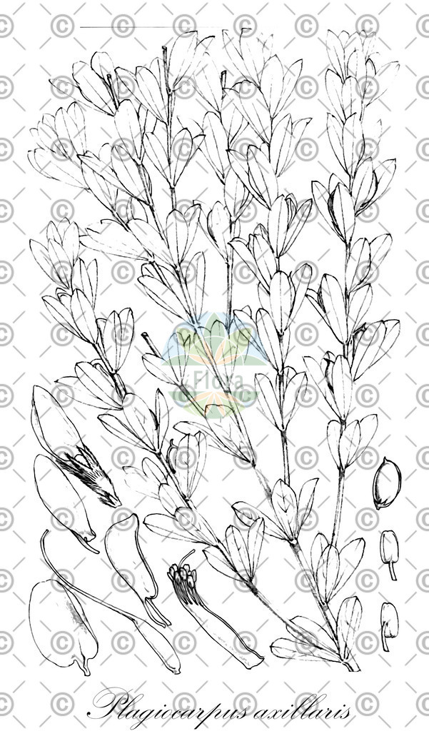 HistAbb_wfo-1000012672_1_ENZY_Simple | Historische Abbildung von Plagiocarpus axillaris - Fabaceae | Historical Illustration of Plagiocarpus axillaris - Fabaceae