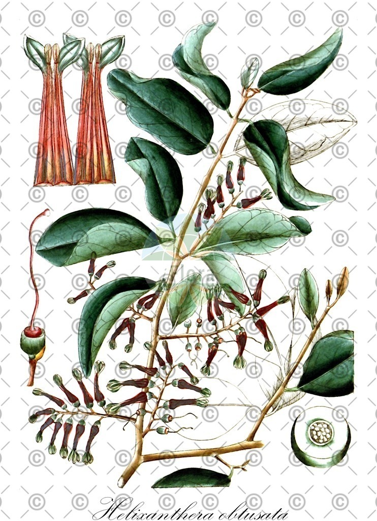 HistAbb_wfo-0001354099_2_ENZY_Simple | Historische Abbildung von Helixanthera obtusata - Loranthaceae | Historical Illustration of Helixanthera obtusata - Loranthaceae