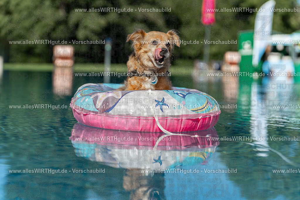 Hundeschwimmen_Volksbad_2026-allesWIRTHgut_Tierfotografie-2609061048-095808-7R509195 | Professionelle Tierfotografie in Mönchengladbach von Daniel Wirth (allesWIRTHgut). Liebevolle & natürliche Bilder von Hunden & Katzen für unvergessliche Erinnerungen.