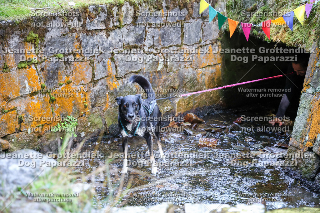 Dog Paparazzi -  TH 26-438 | Dog Paparazzi Jeanette Grottendiek Fotografie & Videografie - Realisiert mit Pictrs.com