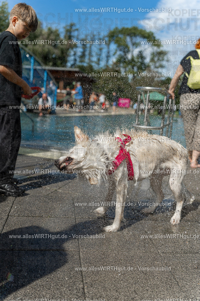 Hundeschwimmen_Volksbad_2026-allesWIRTHgut_Tierfotografie-2609061216-112656-7R500029 | Professionelle Tierfotografie in Mönchengladbach von Daniel Wirth (allesWIRTHgut). Liebevolle & natürliche Bilder von Hunden & Katzen für unvergessliche Erinnerungen.