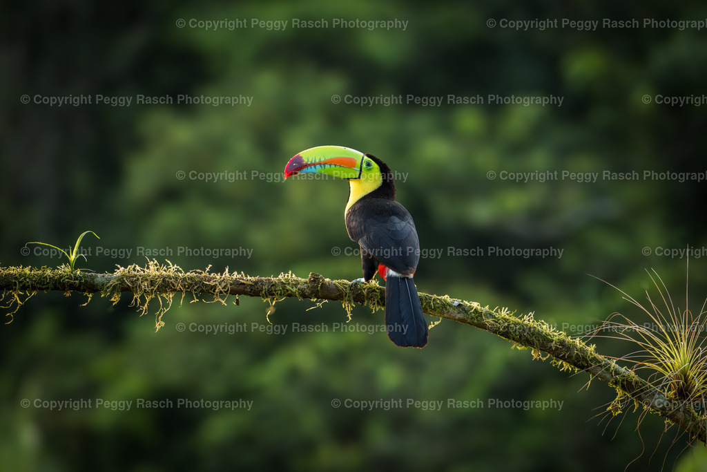 Tukan groß (3 von 9) | PeggyRaschPhotography - Realisiert mit Pictrs.com