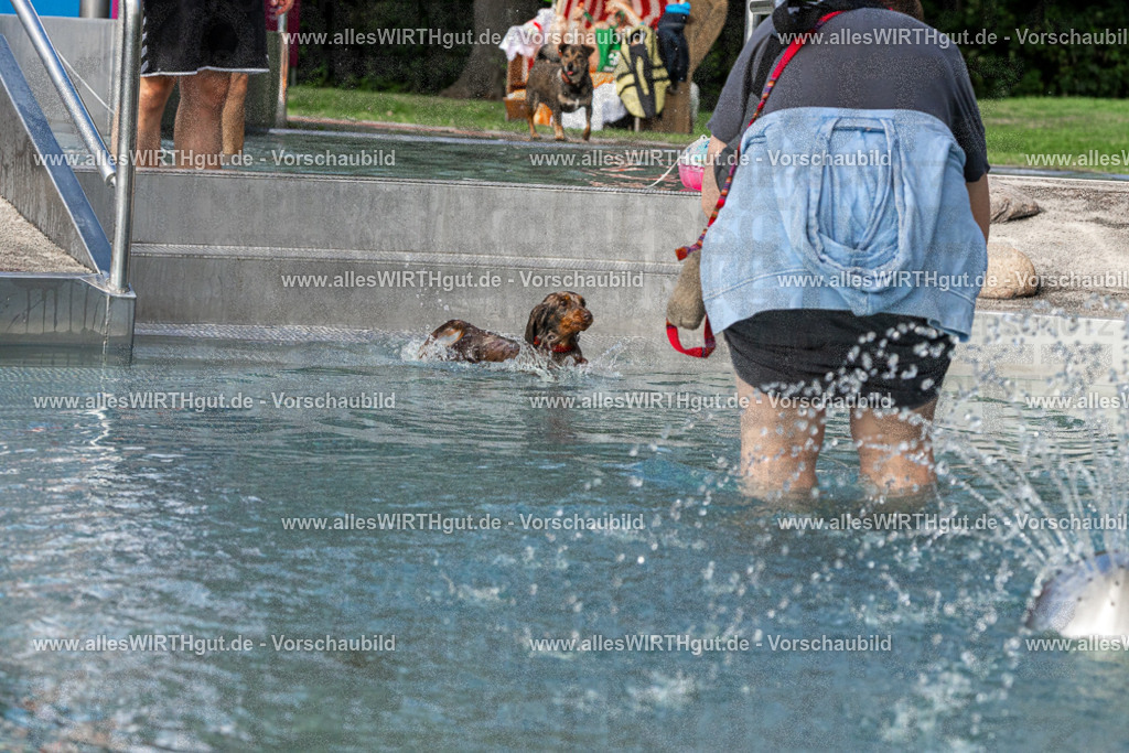 Hundeschwimmen_Volksbad_2026-allesWIRTHgut_Tierfotografie-2609061454-FAY07011 | Professionelle Tierfotografie in Mönchengladbach von Daniel Wirth (allesWIRTHgut). Liebevolle & natürliche Bilder von Hunden & Katzen für unvergessliche Erinnerungen.
