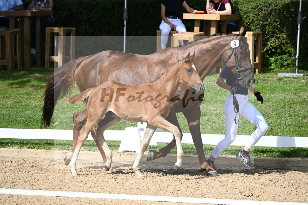 Kat-Nr. 4 HF Sezuans Donnerhall x Brentano II_Reuschlein_27230106 | hf-fotografie - Realisiert mit Pictrs.com