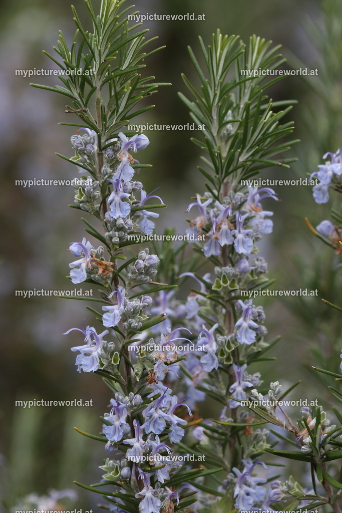 Echter Rosmarin-008 | Das Bilderarchiv über Tiere, Planzen und Landschaften. In der Bilddatenbank finden Sie ein große Auswahl an hochwertigen Bilder für Ihre Werbung - Realisiert mit Pictrs.com