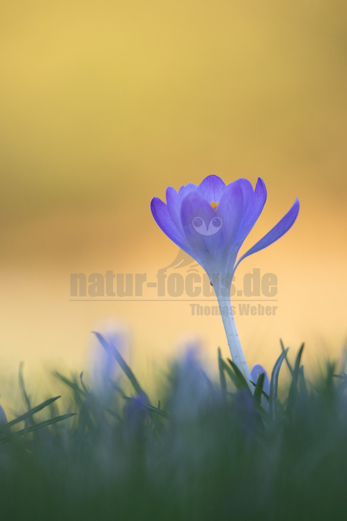 R5NF3381-20230213 | Die Krokusse (Crocus; Singular im Allgemeinen „der Krokus“, in der Schweiz auch „das Krokus“; Mehrzahl Krokusse) sind eine Pflanzengattung der Schwertliliengewächse (Iridaceae). Die etwa 235 Krokusarten (Stand Januar 2017)[1] sind vor allem im Orient, aber auch in Europa, Nordafrika und bis nach Westchina verbreitet. Sie sind seit Jahrhunderten beliebte Zierpflanzen. Als Frühblüher sind sie in den Parks und Gärten der gemäßigten Breiten auf der ganzen Welt anzutreffen. Einige Arten blühen bereits im Herbst und bilden die Früchte im darauffolgenden Frühjahr.  - Realisiert mit Pictrs.com