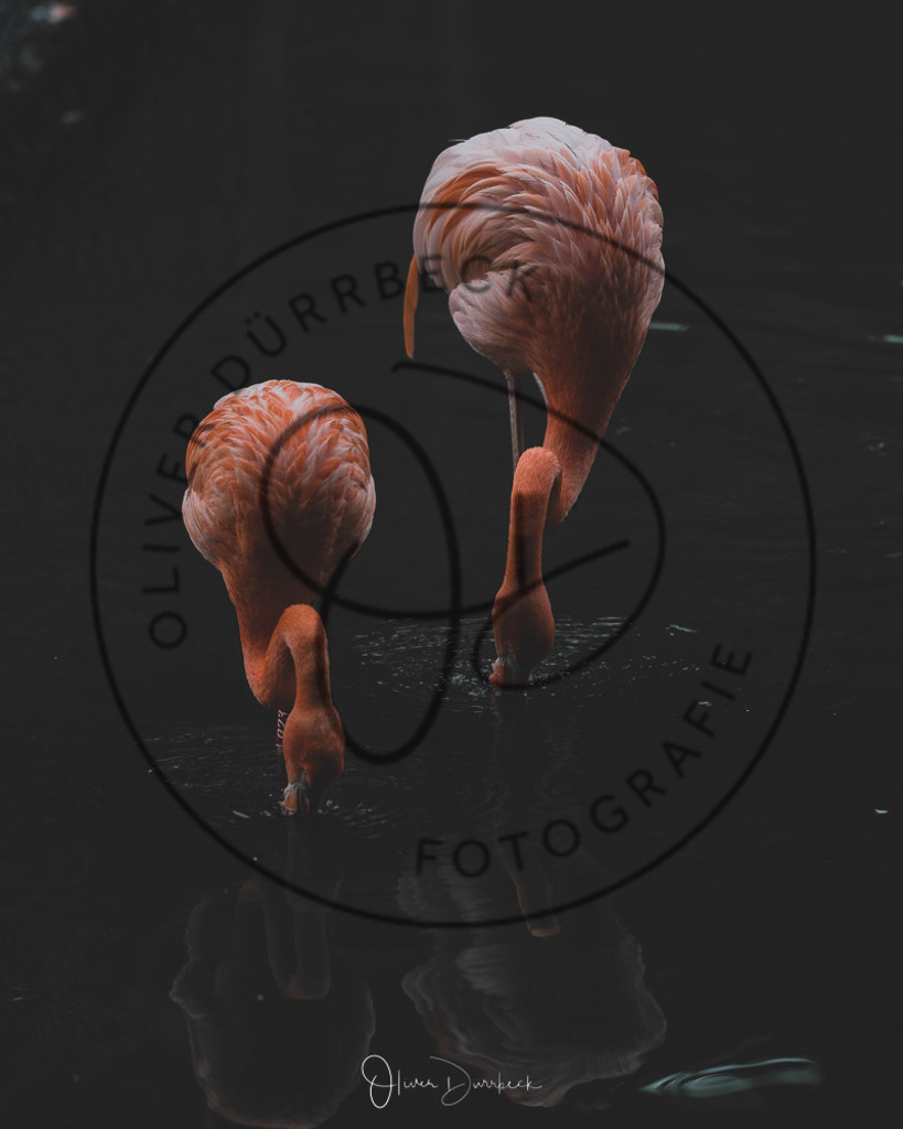 natur-tiere-06 | Shop für Kindergartenfotografie und andere Fotoprodukte von Oliver Dürrbeck Fotografie. - Realisiert mit Pictrs.com