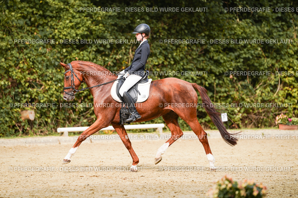 DSC03489 | Pferdegrafie