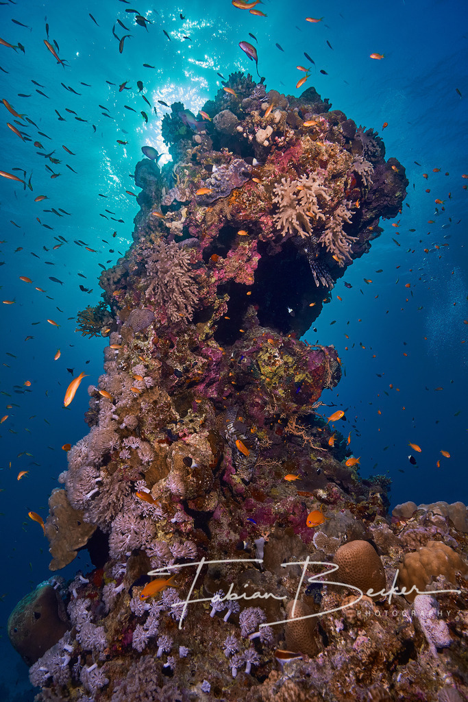 Skulptur aus der Natur | Einzigartige Wandbilder von faszinierenden Unterwasserwelten. Exklusive Kunst für Empfangsbereiche, Wohnraum oder Wartezimmer. - Realisiert mit Pictrs.com