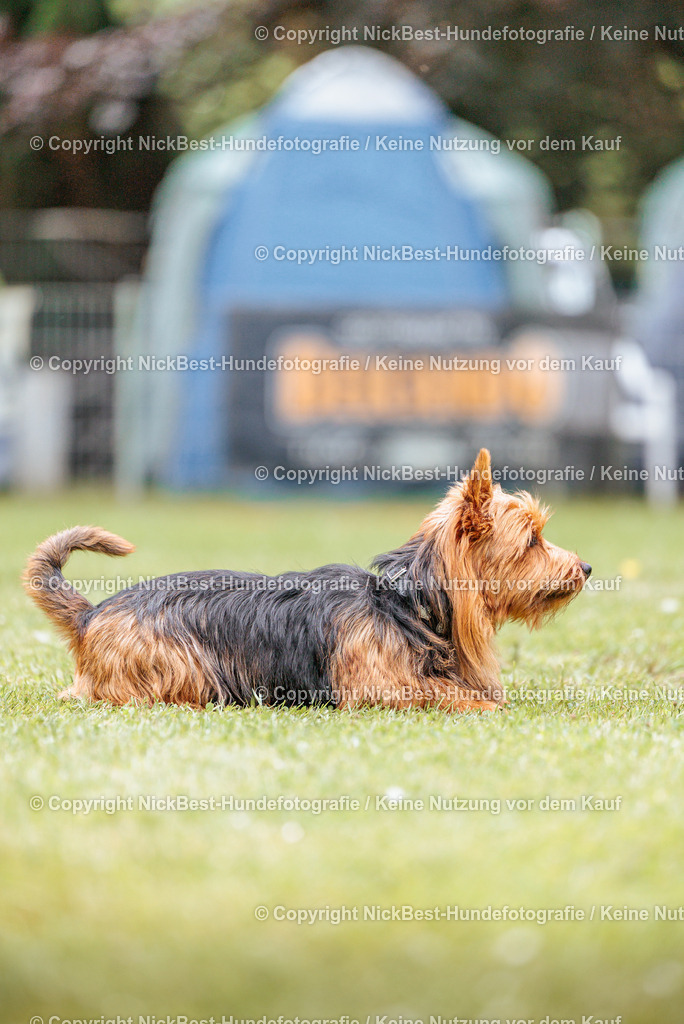 RO-Blumenthal-2026-Nickbest-Hundefotografie-2142 | Dein Hund! Dein Moment! Deine Erinnerungen! Hundefotografie in Bremen Blumenthal. Ich fange die besonderen Momente deines Vierbeiners ein – ob Indoor mit Blitzanlage oder in der freien Natur. Sicher dir dein Moment und dein Termin für eure Erinnerungen.